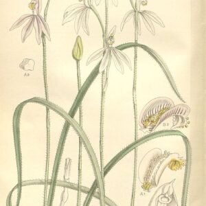 Zachte roze Caladeniinae orchidee met groene bladeren op botanische illustratie uit 1898.