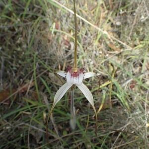 Prachtige roze Caladenia cala orchidee bloem in close-up.