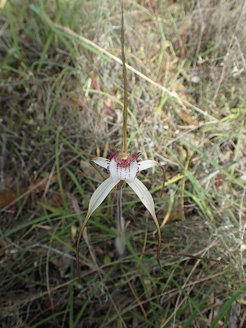 Prachtige roze Caladenia cala orchidee bloem in close-up.