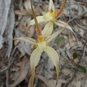 Witte orchidee met rode stippen en groene bladeren - Caladenia triangularis.