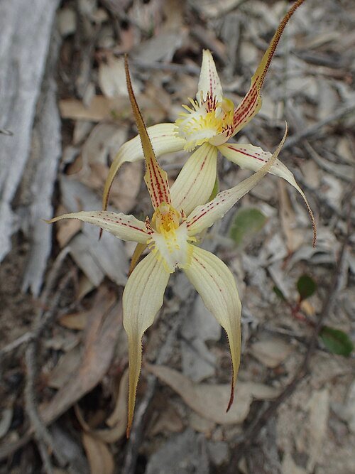 Witte orchidee met rode stippen en groene bladeren - Caladenia triangularis.