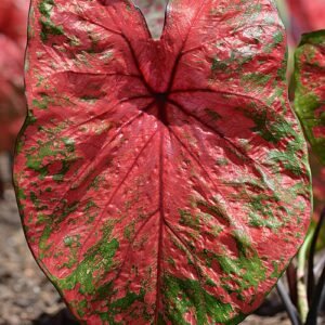 Caladium blad met vuurwerkpatroon in rood en groen.