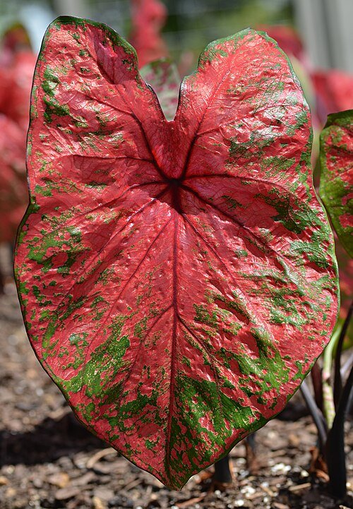 Caladium blad met vuurwerkpatroon in rood en groen.