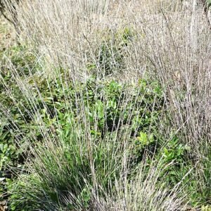 Calamagrostis foliosa plant met fijn, groen gebladerte in Leaning Pine Arboretum.