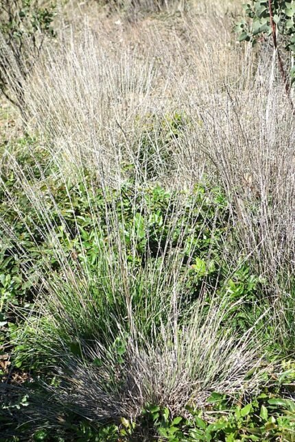Calamagrostis foliosa plant met fijn, groen gebladerte in Leaning Pine Arboretum.