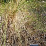 Calamagrostis nutkaensis met bloeiende pluimen in Mendocino Coast Botanical Gardens.