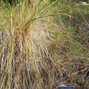 Calamagrostis nutkaensis met bloeiende pluimen in Mendocino Coast Botanical Gardens.