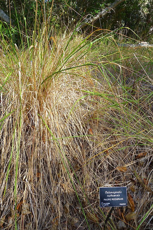 Calamagrostis nutkaensis met bloeiende pluimen in Mendocino Coast Botanical Gardens.