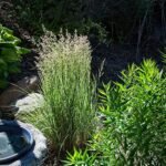 Calamagrostis ×acutiflora Overdam siergras met zachte pluimen in tuinsetting.