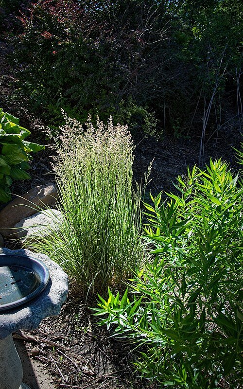 Calamagrostis ×acutiflora Overdam siergras met zachte pluimen in tuinsetting.