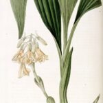Purple Calanthe densiflora orchid with green leaves and flower stems.