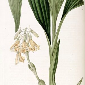 Purple Calanthe densiflora orchid with green leaves and flower stems.