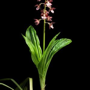 Calanthe discolor orchidee met paarse bloem en groen blad.