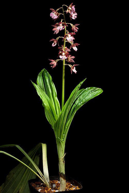 Calanthe discolor orchidee met paarse bloem en groen blad.