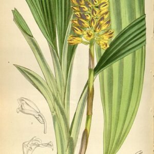Calanthe pulchra orchidee bloem illustratie uit 1874.