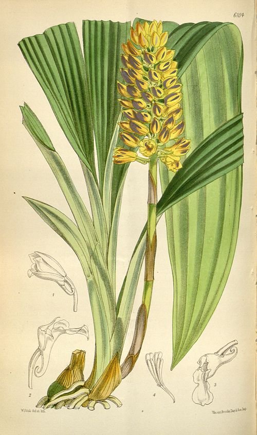 Calanthe pulchra orchidee bloem illustratie uit 1874.