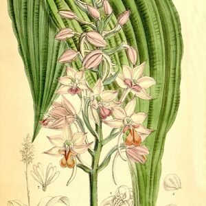 Calanthe sylvatica orchidee bloem in wit en roze op botanische illustratie achtergrond.