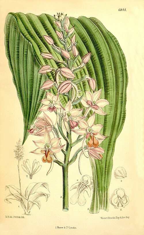 Calanthe sylvatica orchidee bloem in wit en roze op botanische illustratie achtergrond.