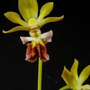 Calanthe tricarinata orchidee met groene bloemen en gevlekte bladeren.