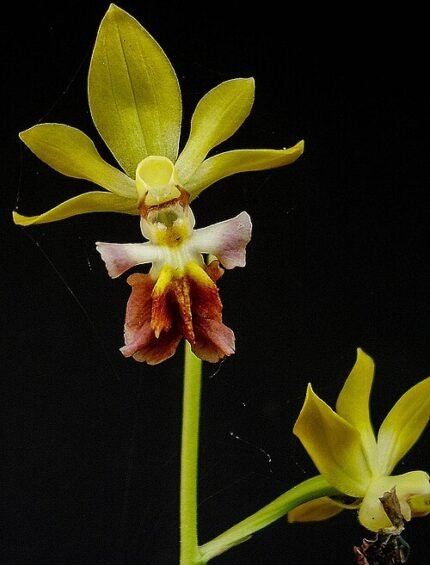 Calanthe tricarinata orchidee met groene bloemen en gevlekte bladeren.