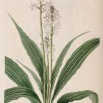 Calanthe veratrifolia orchidee bloeit met groene bladeren en gele bloemen.