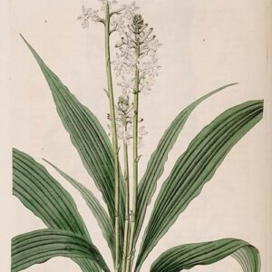 Calanthe veratrifolia orchidee bloeit met groene bladeren en gele bloemen.