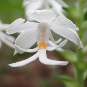 Calanthe triplicata orchidee met paarse en witte bloemen op Ishigaki, Okinawa.