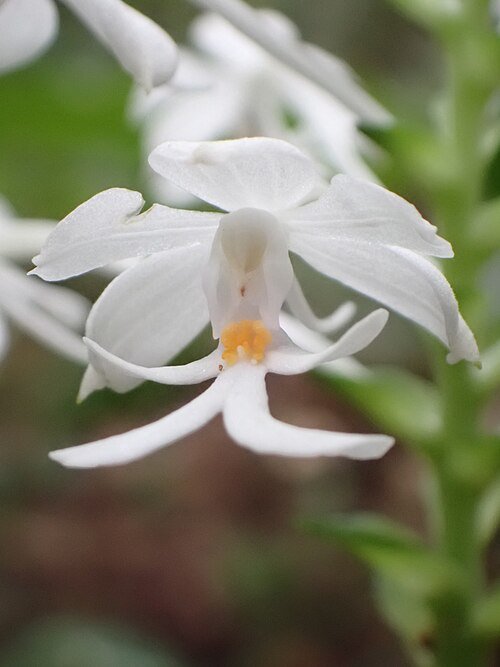 Calanthe triplicata orchidee met paarse en witte bloemen op Ishigaki, Okinawa.