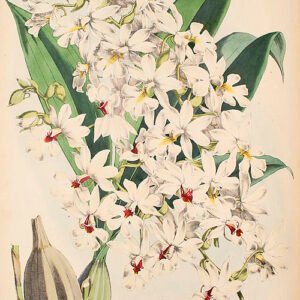 Purple Calanthe vestita orchid with green leaves on botanical illustration.