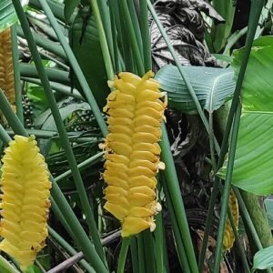Close-up van de groene bladeren van Calathea crotalifera.