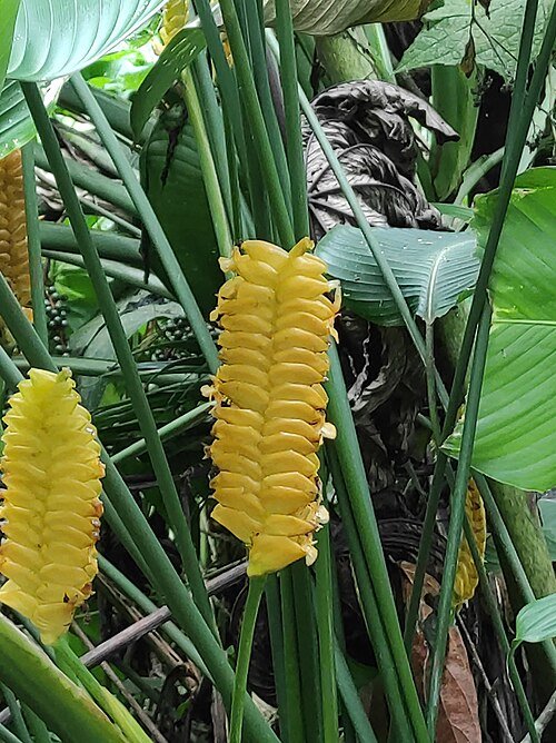 Close-up van de groene bladeren van Calathea crotalifera.