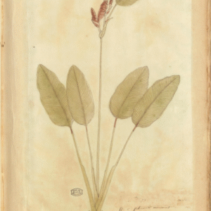 Calathea lutea plant met heldergroene en gele bladeren.