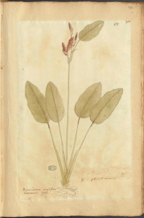 Calathea lutea plant met heldergroene en gele bladeren.