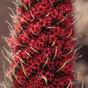 Rode Echium wildpretii bloemen in Caldera de las Canadas.