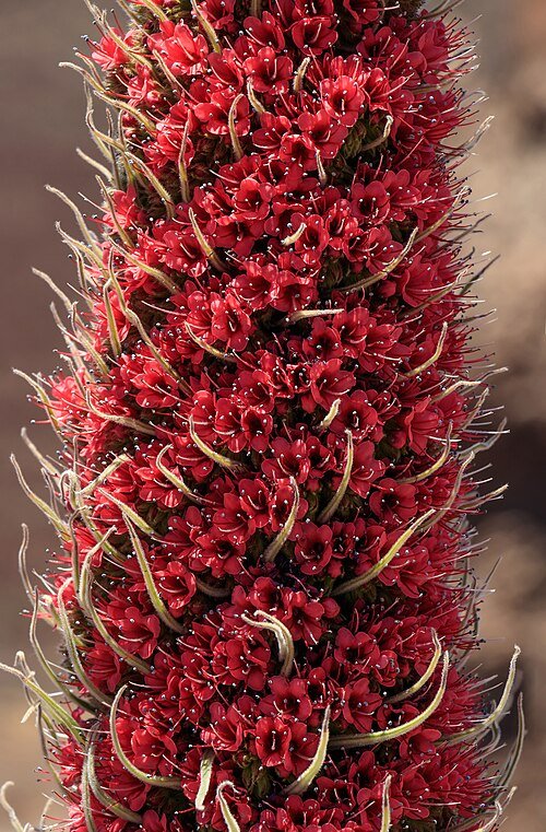 Rode Echium wildpretii bloemen in Caldera de las Canadas.