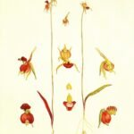 Paarse orchidee met vliegachtige bloemblaadjes in close-up.