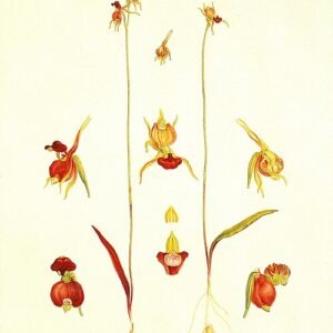 Paarse orchidee met vliegachtige bloemblaadjes in close-up.