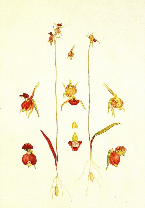 Paarse orchidee met vliegachtige bloemblaadjes in close-up.