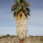 Californische waaierpalmboom met groen blad tegen blauwe lucht.