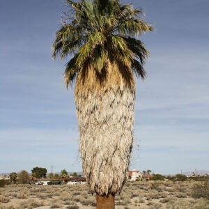 Californische waaierpalmboom met groen blad tegen blauwe lucht.