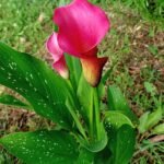 Calla bloem (Zantedeschia) op kleigrond in bloei.