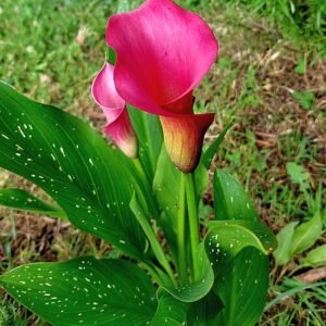 Calla bloem (Zantedeschia) op kleigrond in bloei.