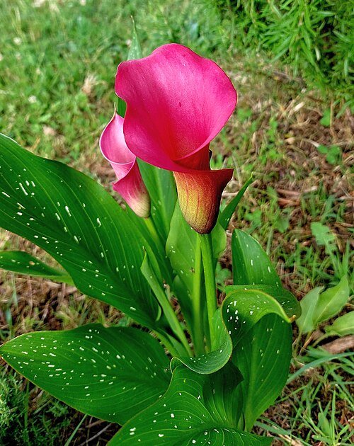 Calla bloem (Zantedeschia) op kleigrond in bloei.