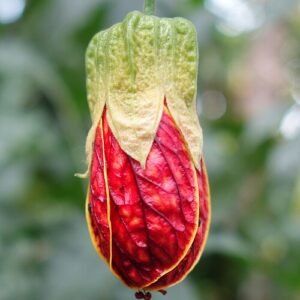 Callianthe picta bloem met paarse bloemblaadjes en groen blad in Kew Gardens.
