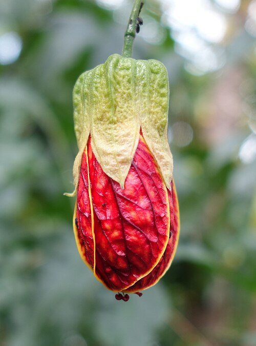 Callianthe picta bloem met paarse bloemblaadjes en groen blad in Kew Gardens.