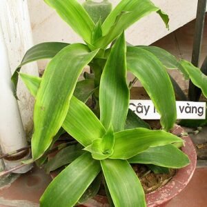 Callisia fragrans plant met groene en gele bladeren op witte achtergrond.