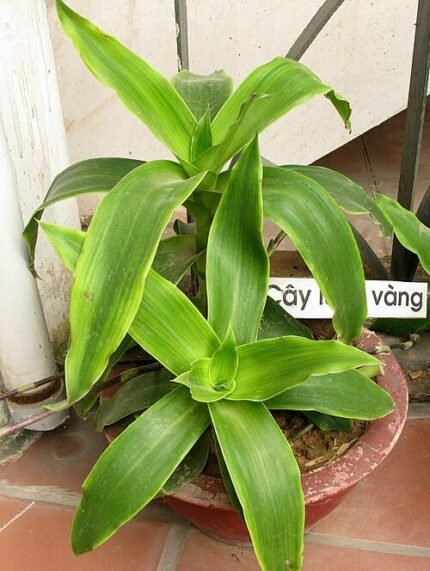 Callisia fragrans plant met groene en gele bladeren op witte achtergrond.