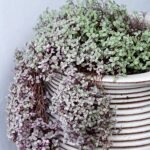 Callisia repens plant met groene bladeren in Bangkok.
