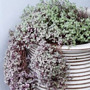 Callisia repens plant met groene bladeren in Bangkok.