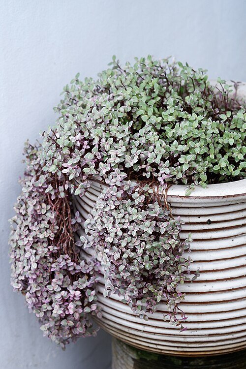 Callisia repens plant met groene bladeren in Bangkok.